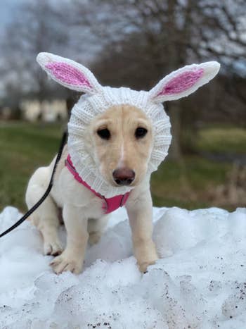 A dog wearing a rabbit snood
