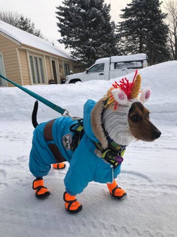 A different dog wearing the unicorn snood while bundled up in the snow
