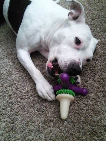 reviewer photo, white pittie gnawing on purple and green jack-shaped toy