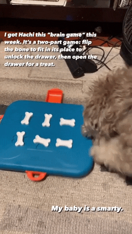 reviewer GIF of dog nosing out treat, 
