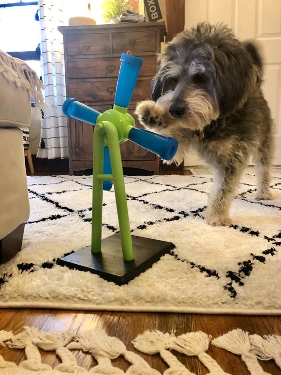 The Best Puzzle Toys to Keep Your Dog Busy — Tully's Training