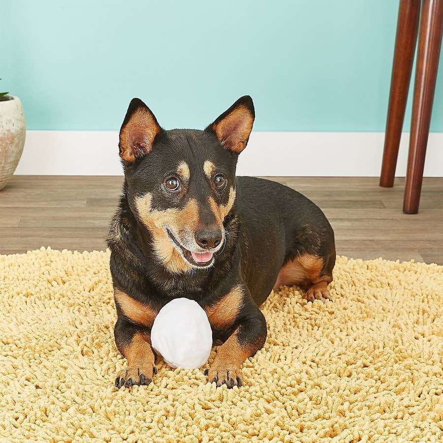 Puppy Smart Treat Puzzle Toy – Pet Friendly Rugs