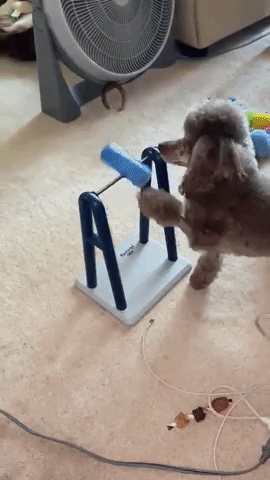 reviewer gif of poodle spinning the beakers and eating the treat that falls out