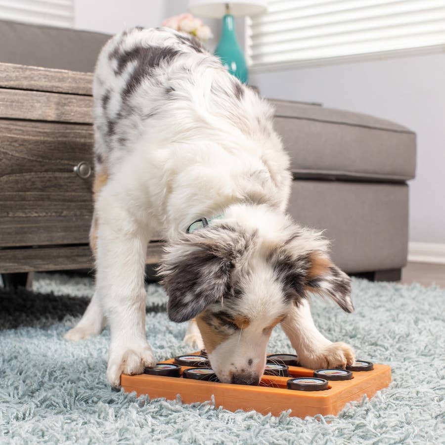 21 Best Dog Puzzle Toys For Fido To Figure Out 2022