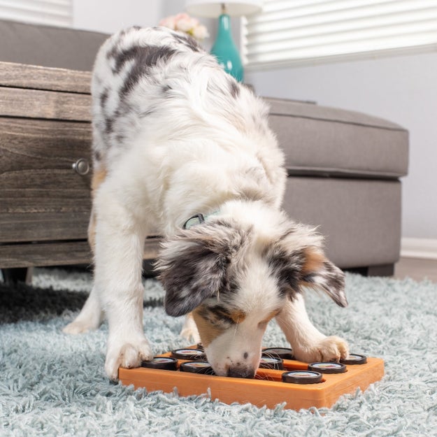What is the Best Puzzle Toy for Australian Shepherds: Top Picks Revealed