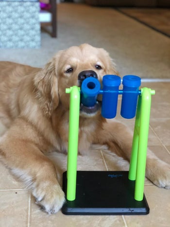 reviewer photo, golden retriever gnawing on the beakers