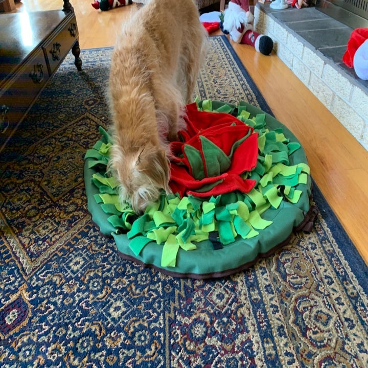 21 Best Dog Puzzle Toys For Fido To Figure Out 2022