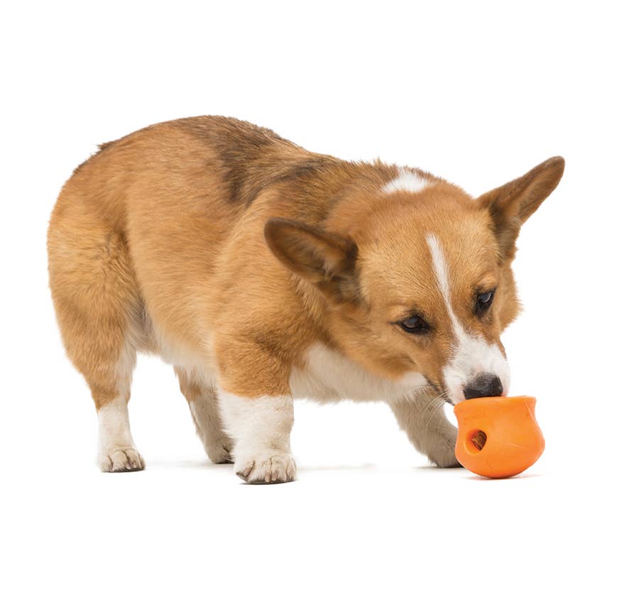20 of the Best Puzzle Toys for Dogs - Holoka Home