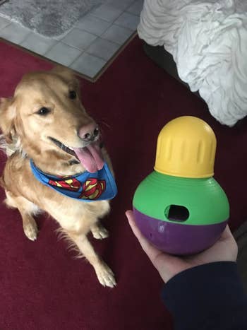 reviewer photo, aureate retriever wearing superman bandana waiting patiently to person the dainty puzzle
