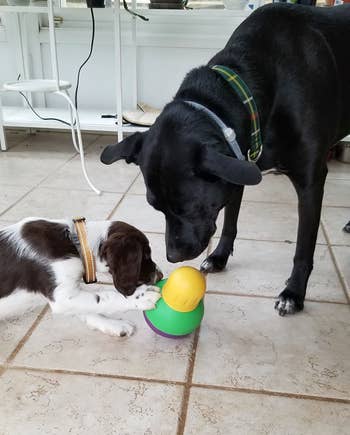 reviewer photo, large and tiny doggo playing with yellowish and greenish bobble toy