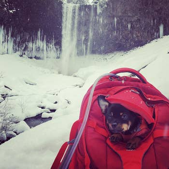 A dog poking its head out of the backpack while outside in snow