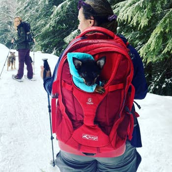 A person carrying their dog in a backpack
