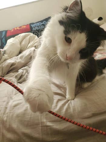 a reviewers cat playing with a covered charger cord