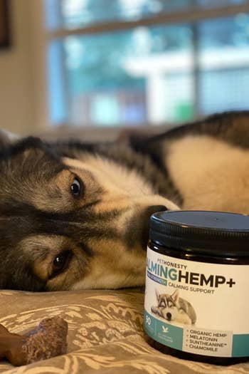 a reviewer's husky laying next to the jar of treats