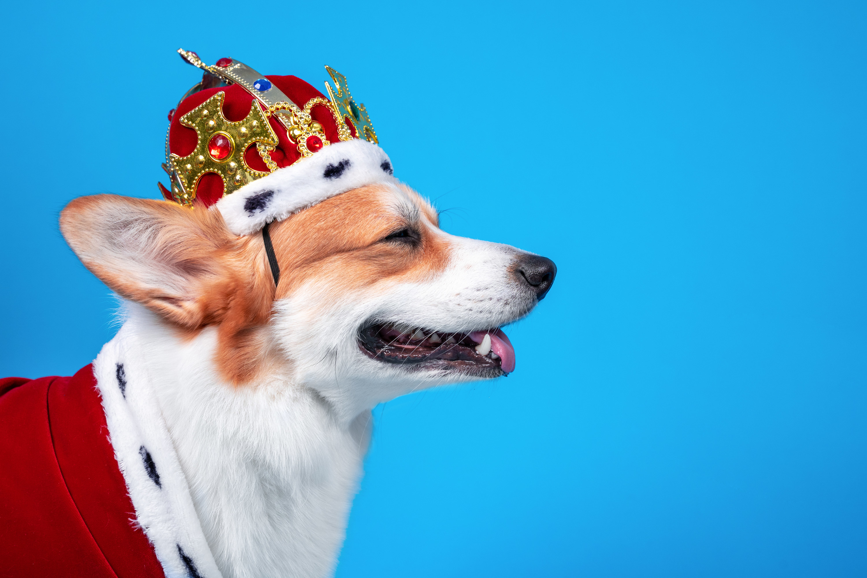 Portrait of smiling welsh corgi Pembroke dog in crown