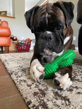 a reviewer's boxer puppy holding the green cactus-shaped toy