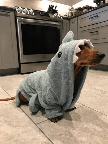 A dachshund wearing a robe designed to look like a shark