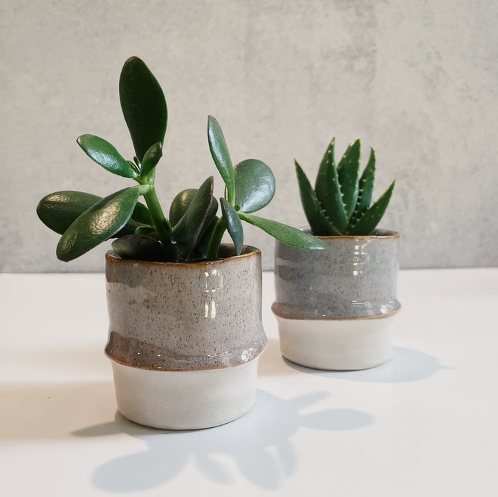 two succulents in planters
