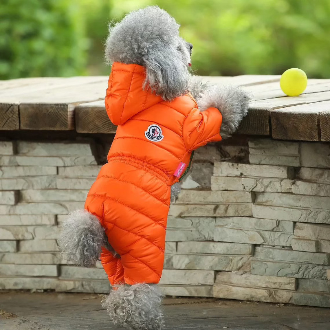 A mini poodle wearing an orange puffer jacket