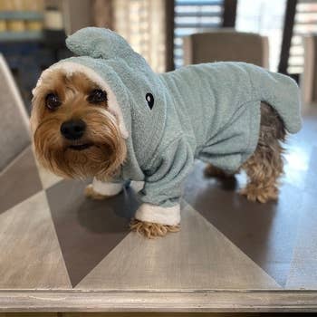 A small pup wearing the shark robe
