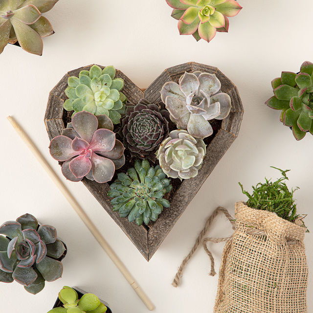 heart-shaped put full of succulents with kit inclusions surrounding it