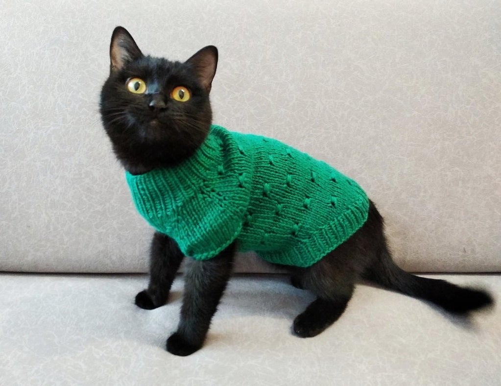 A cat wearing a green handknit sweater