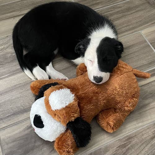 reviewer's puppy curled up asleep on snuggle puppy toy