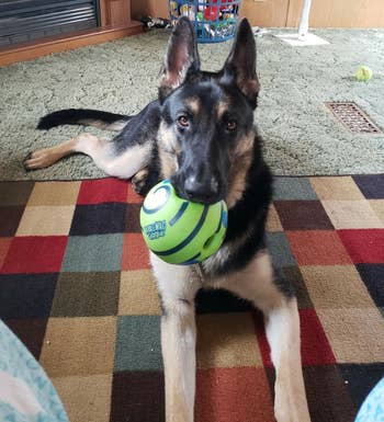 reviewer's german shepherd with green giggle ball in mouth