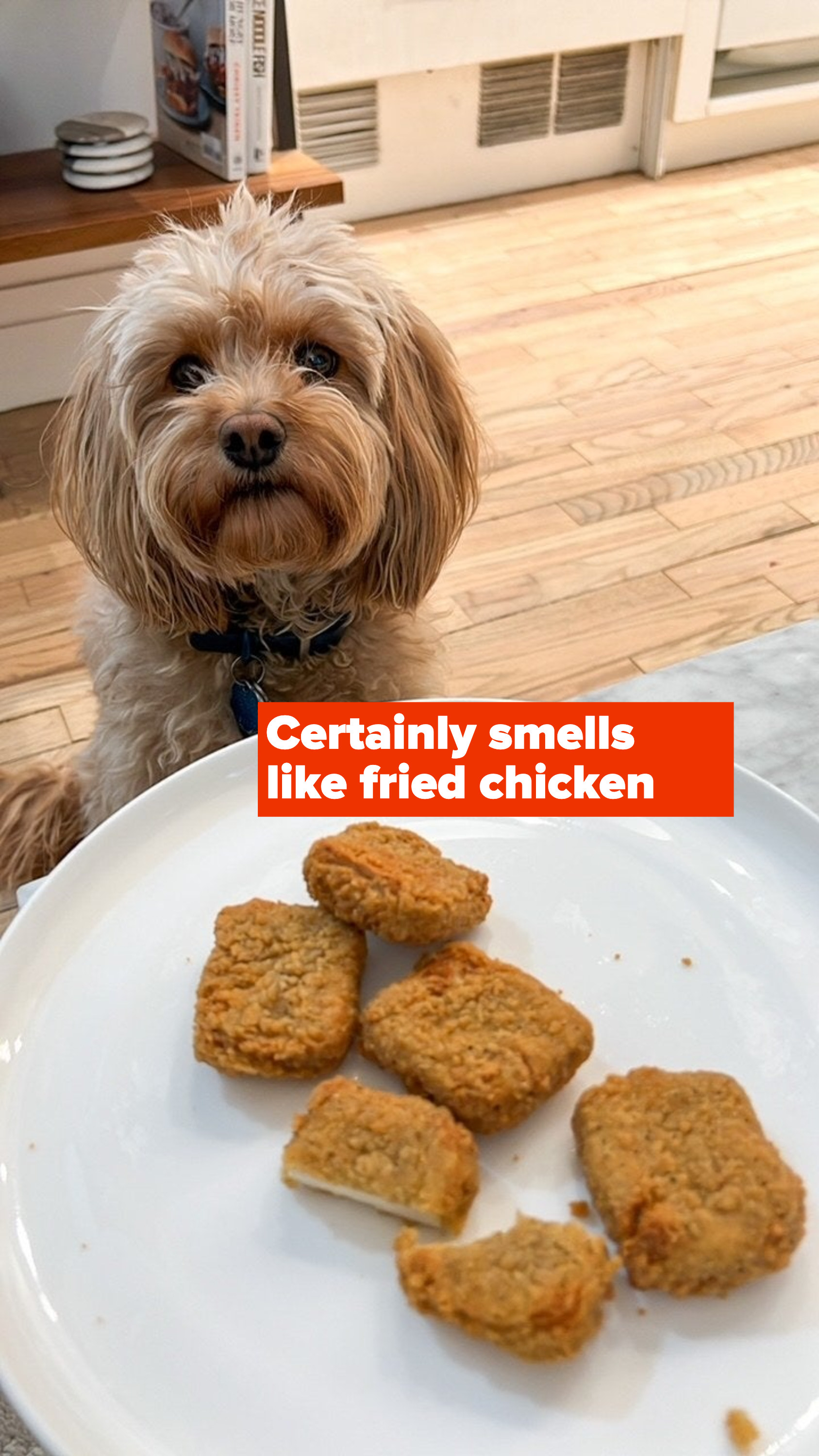 A dog looking at a plate of nuggets.