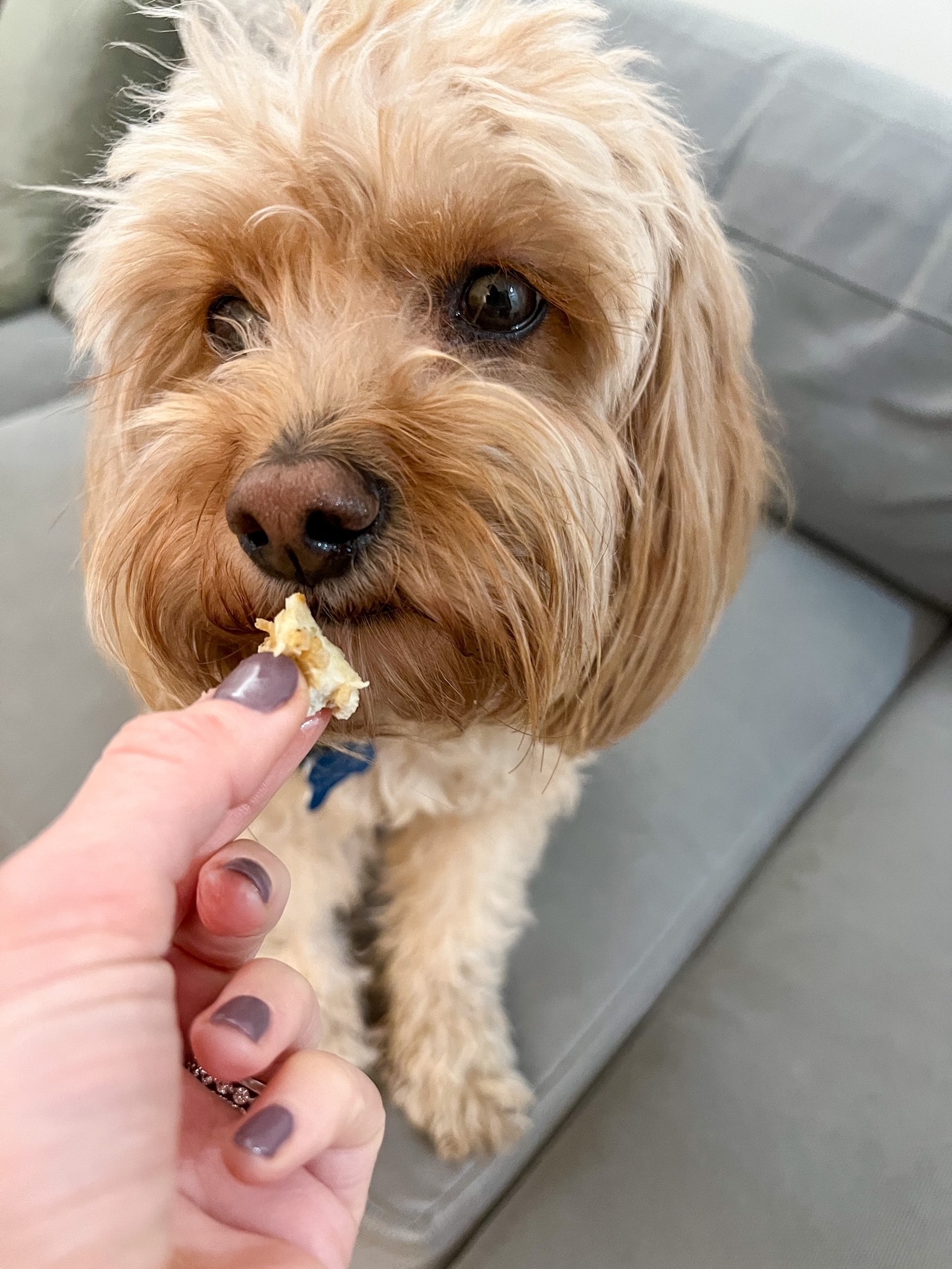 My dog eating a bite of chicken nugget.