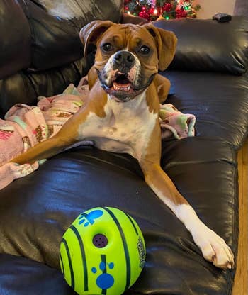 reviewer's boxer puppy excited in front of giggle ball
