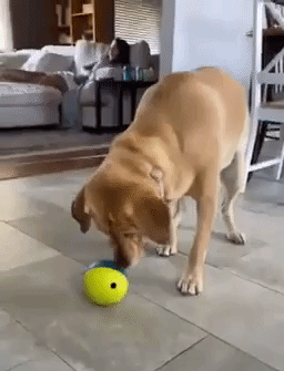reviewer yellowish laboratory nosing astir the dainty ball