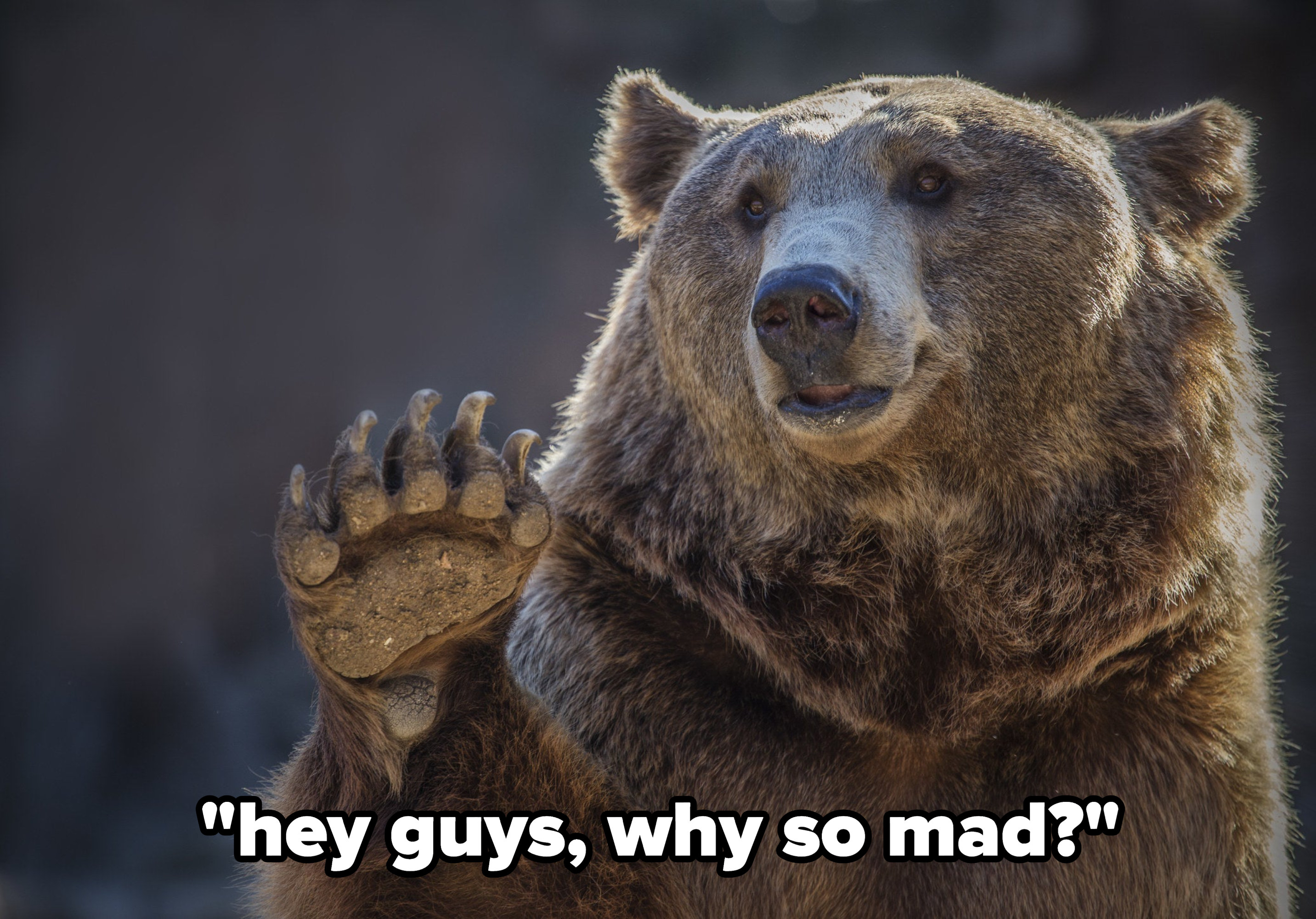 A bear waving, with caption: &quot;hey guys, why so mad?&quot;