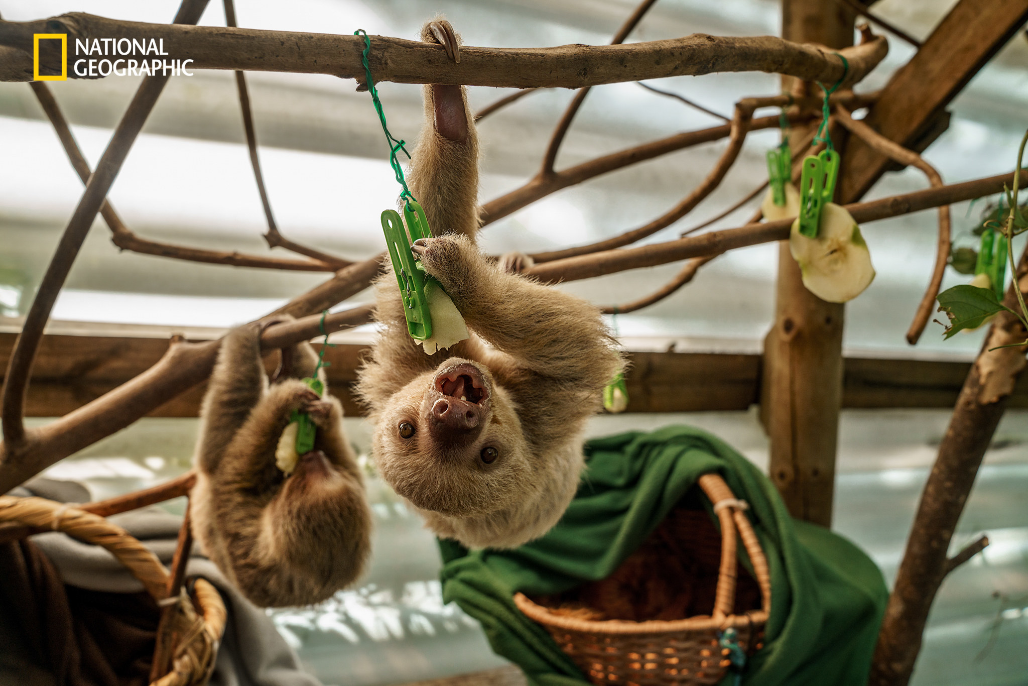 Two sloths seen hanging upside down eating apples from clips 