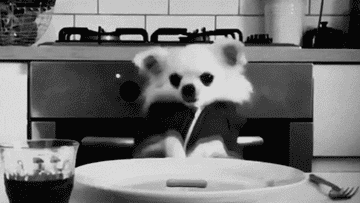 GIF of dog sayiing