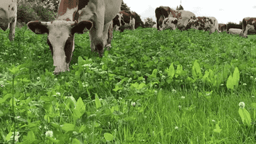 Cowing eating grass in a pasture