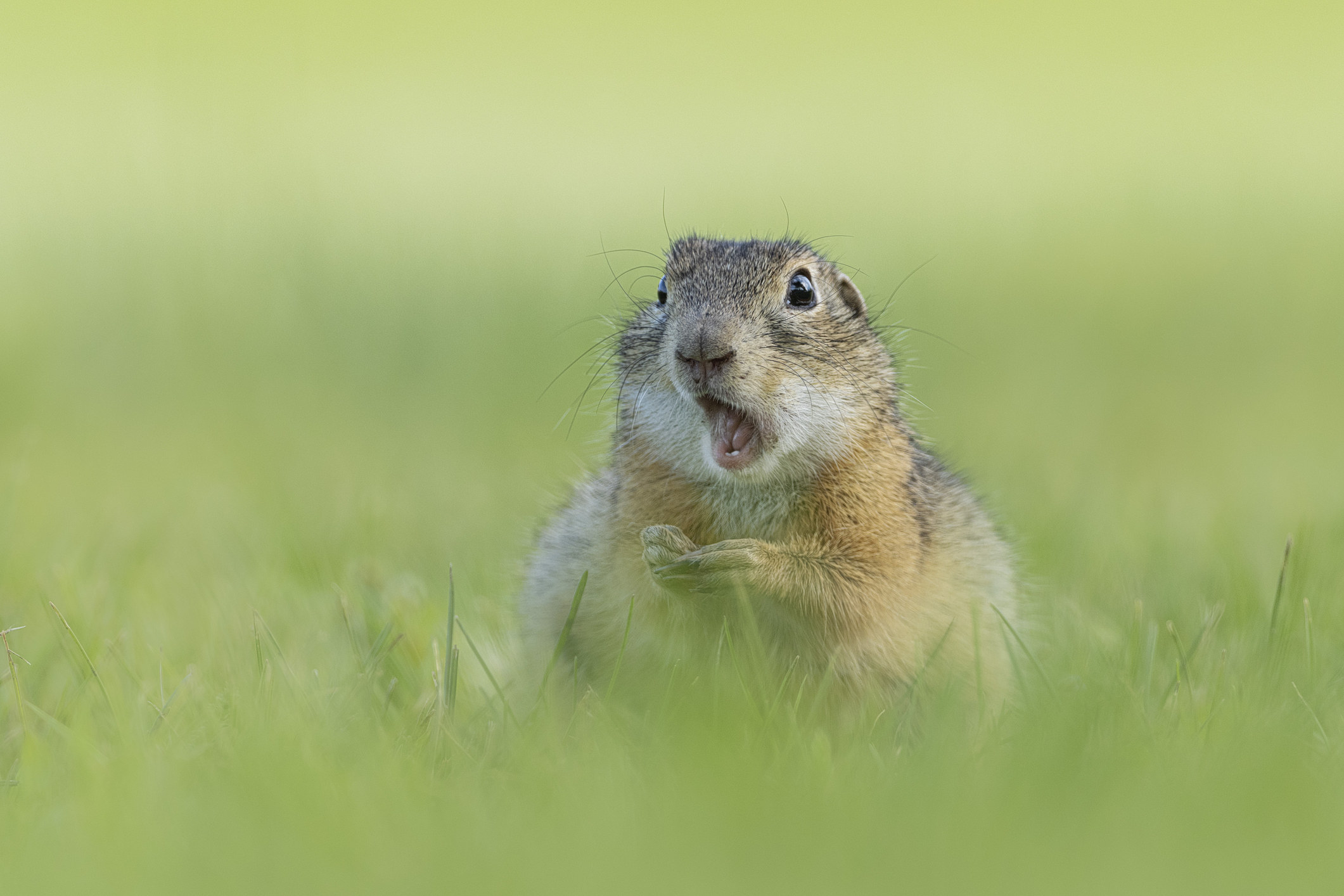 a ground squirrel with a shocked expression
