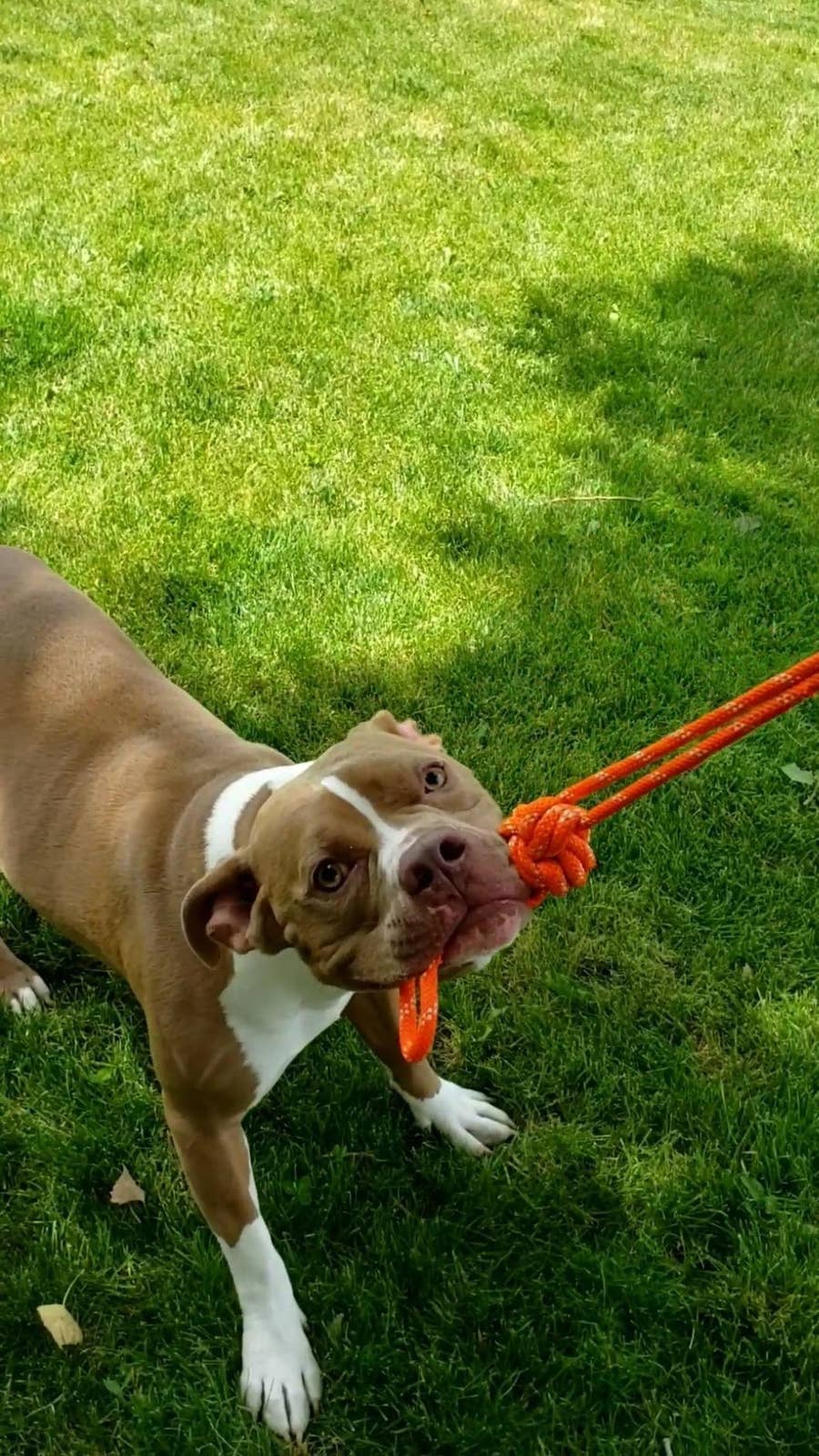 10 Best Dog Toys to Keep Your Puppy Busy, by Pets Lounge UAE, Apr, 2023, Medium