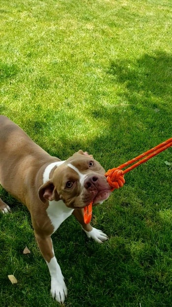 reviewer's dog looking happy with rope in mouth