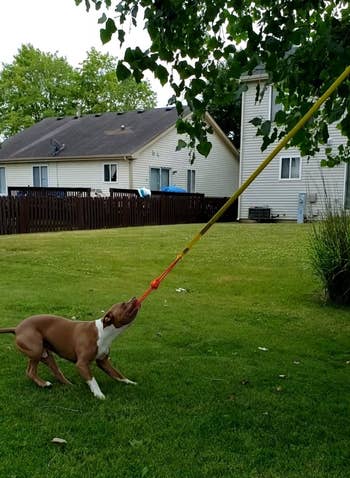 reviewer pittie tugging on rope tied to tree