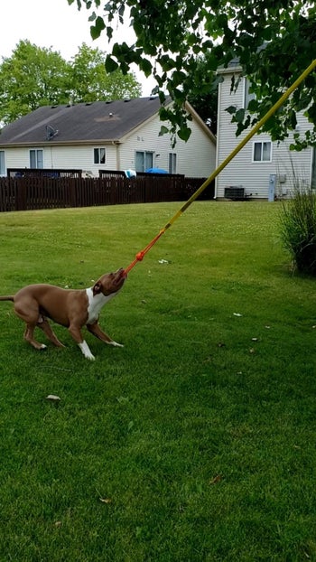 reviewer dog tugging on rope tied to tree