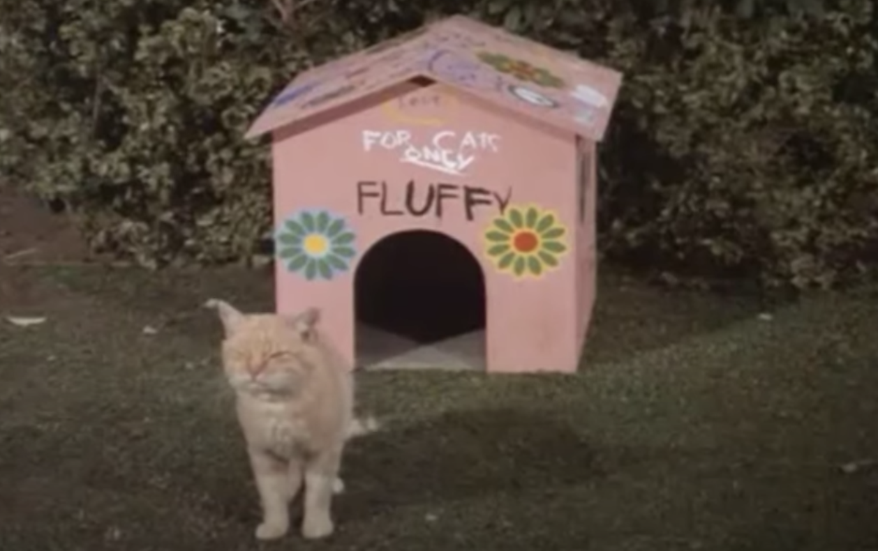 Fluffy the cat and his/her little house