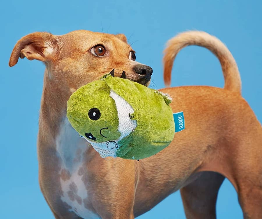 10 Best Toys To Keep Your Dog Busy Indoors