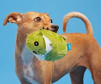 pup holding the cactus artifact successful it mouth, ripped to its 2nd layer, revealing a blessed face