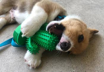 reviewer corgi puppy gnawing on cactus toy