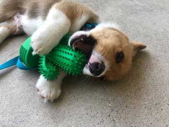 reviewer's corgi puppy gnawing on cactus toy