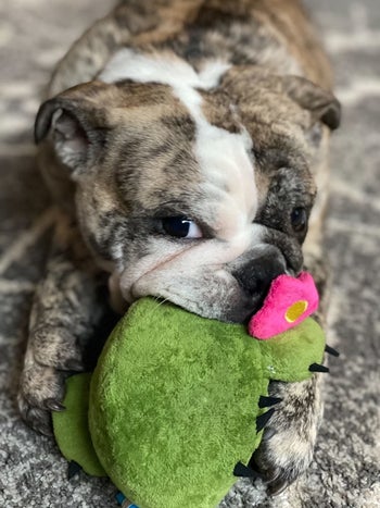 reviewer's bulldog chewing on cactus plush
