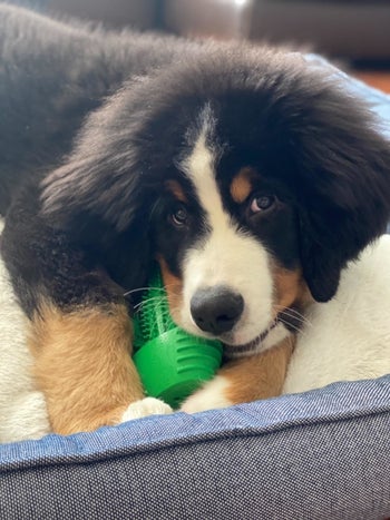 reviewer bernese dog chewing on cactus toy