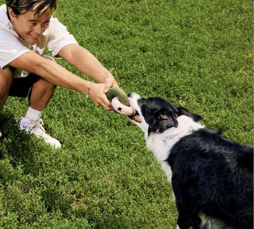 model and doggie playing tug of war on the grass with two interlocked falcon toys