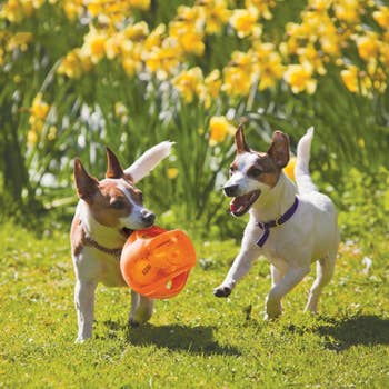 two little doggies run and play with orange Jumbler ball with tennis ball inside